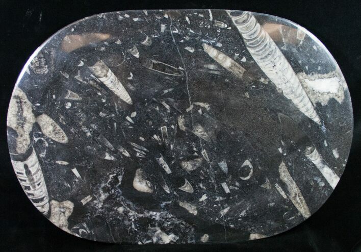 Orthoceras & Goniatite Fossil Serving Tray #10613